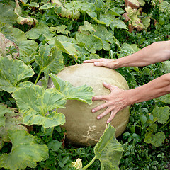 Image showing Large pumpkin and hand of a peasant