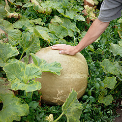 Image showing Large pumpkin and hand of a peasant