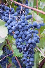 Image showing A bunch of blue  grapes