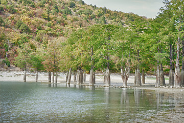 Image showing Marsh cypress on the lake