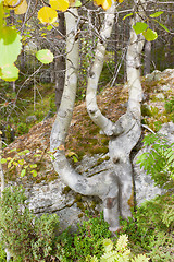 Image showing The curve of aspen grows on rocks 