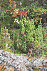 Image showing Juniper grows on rocks