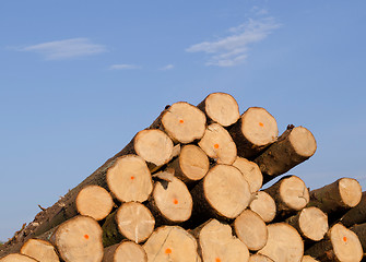 Image showing Cut spruce fir tree logs on background of blue sky 