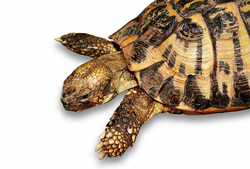 Image showing Turtle