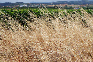 Image showing Wheat