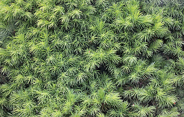 Image showing Conifer Background