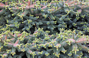 Image showing Coniferous Branches