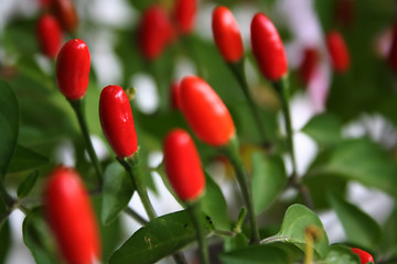 Image showing Red Hot Little Chili Peppers