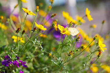 Image showing Summer background with flowers and butterfly