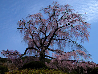 Image showing Old Cherry Tree