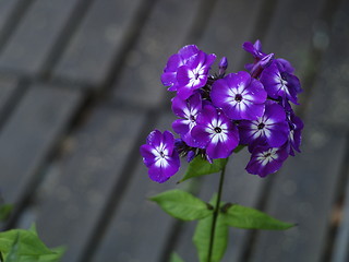 Image showing Violet flower