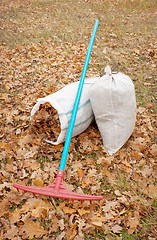 Image showing The oak leaves, gathered in autumn