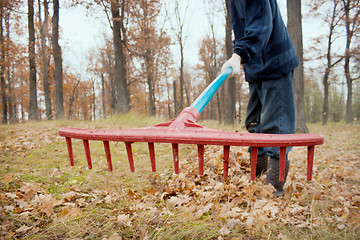 Image showing A man collects in a grove of leaves