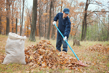 Image showing A man collects in a grove of leaves