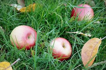 Image showing Rosy apples fell on the green grass