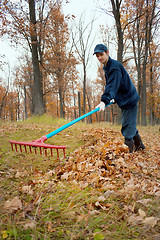 Image showing A man collects in a grove of leaves