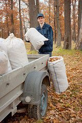 Image showing A man collects in a grove of leaves