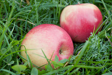 Image showing Rosy apples fell on the green grass