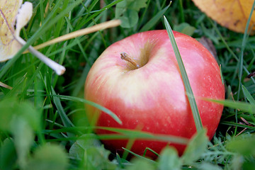 Image showing Rosy apple fell on the green grass