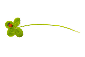 Image showing Four leaf clover and ladybird