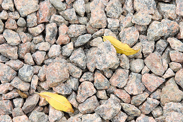 Image showing Two yellow leaves