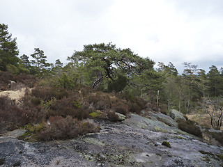 Image showing rural landscape with conifers in norway