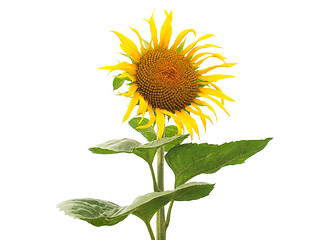 Image showing Sunflower flower