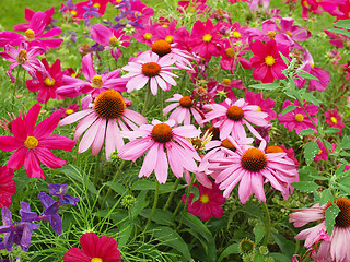 Image showing Daisy flower