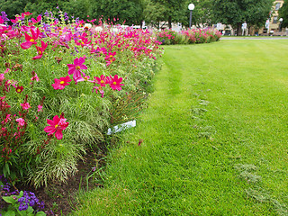 Image showing Flowers