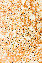 Image showing pancake closeup