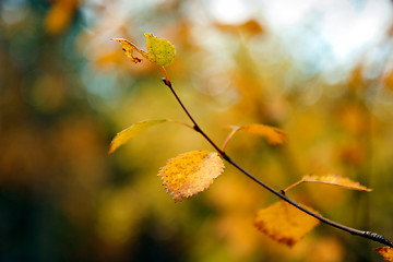 Image showing autumn birch leaves
