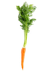 Image showing Carrot