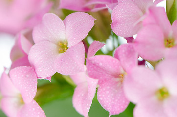 Image showing Beautiful pink flowers and green leaves