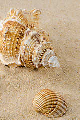 Image showing Sea shell and conch on sand