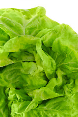 Image showing Green lettuce