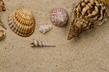 Image showing Seashells on the sand 