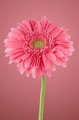 Image showing Pink gerbera daisy flower