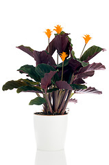 Image showing Eternal flame flower (calathea crocata)