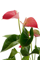 Image showing Beautiful Anthedesia anthurium