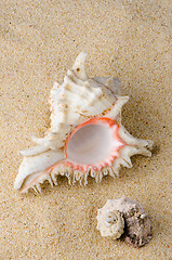 Image showing Conchs and shells 