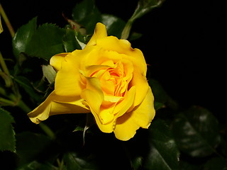 Image showing Yellow rose