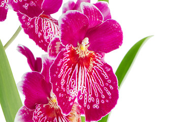 Image showing Pansy Orchid - Miltonia Lawless Falls 