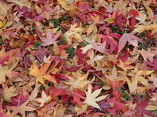 Image showing Autumn leafs