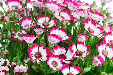 Image showing Beautiful pink flowers and green grass