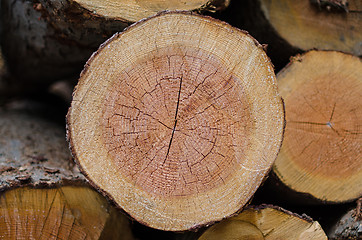 Image showing Pile of trees 