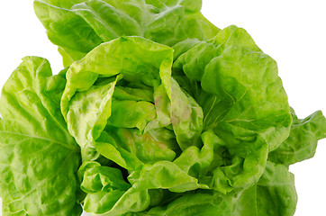 Image showing Green lettuce