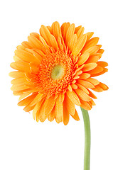 Image showing Orange gerbera daisy flower