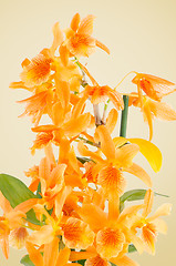 Image showing Beautiful orange dendrobium flowers