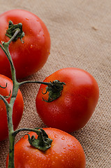 Image showing Cherry tomatoes vine