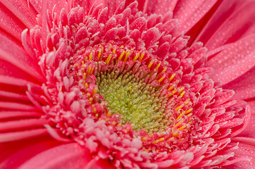 Image showing Pink gerbera flower